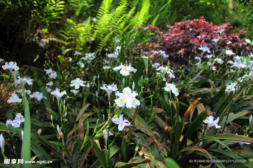 美丽绽放的多彩花卉景观