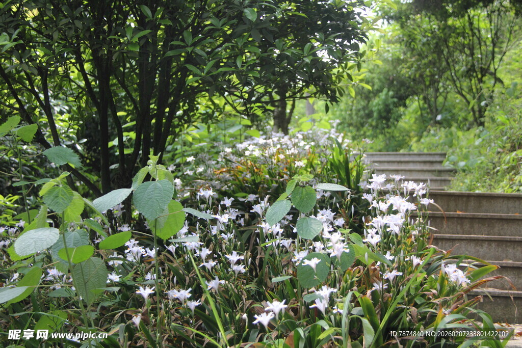 林间小径旁的繁茂花草