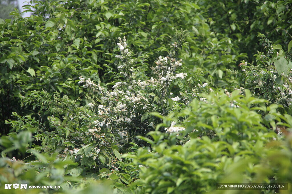 繁茂绿植中的白色花丛