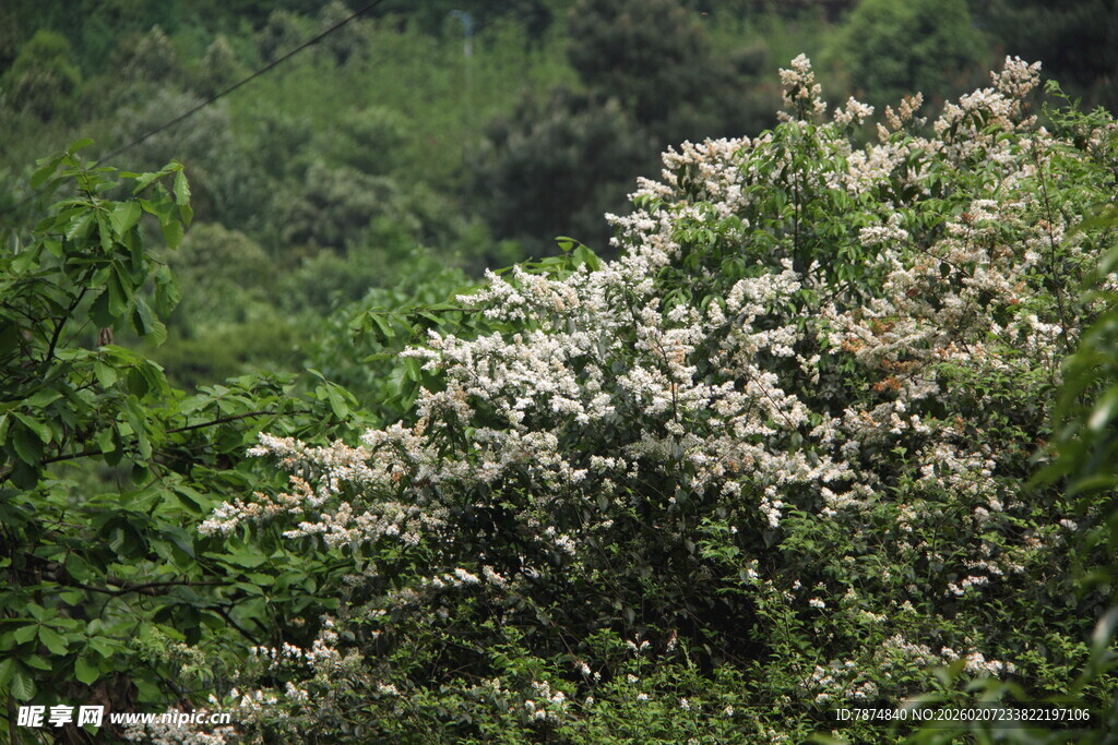 山间绽放的白色繁花