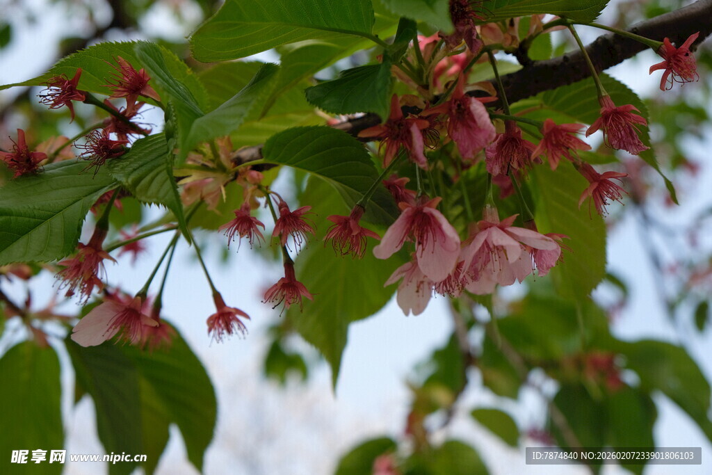 枝头绽放的粉色花朵