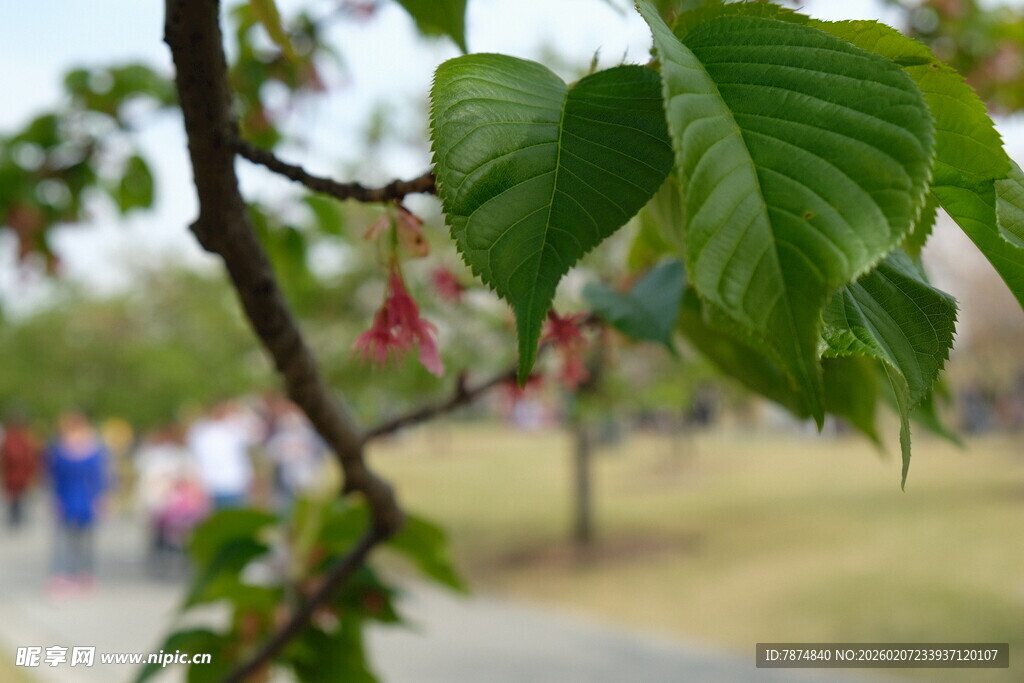枝头绿叶 春日公园景象