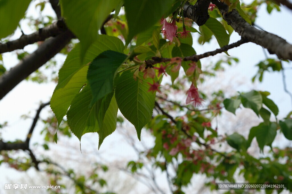 枝头绿叶间的粉嫩花朵