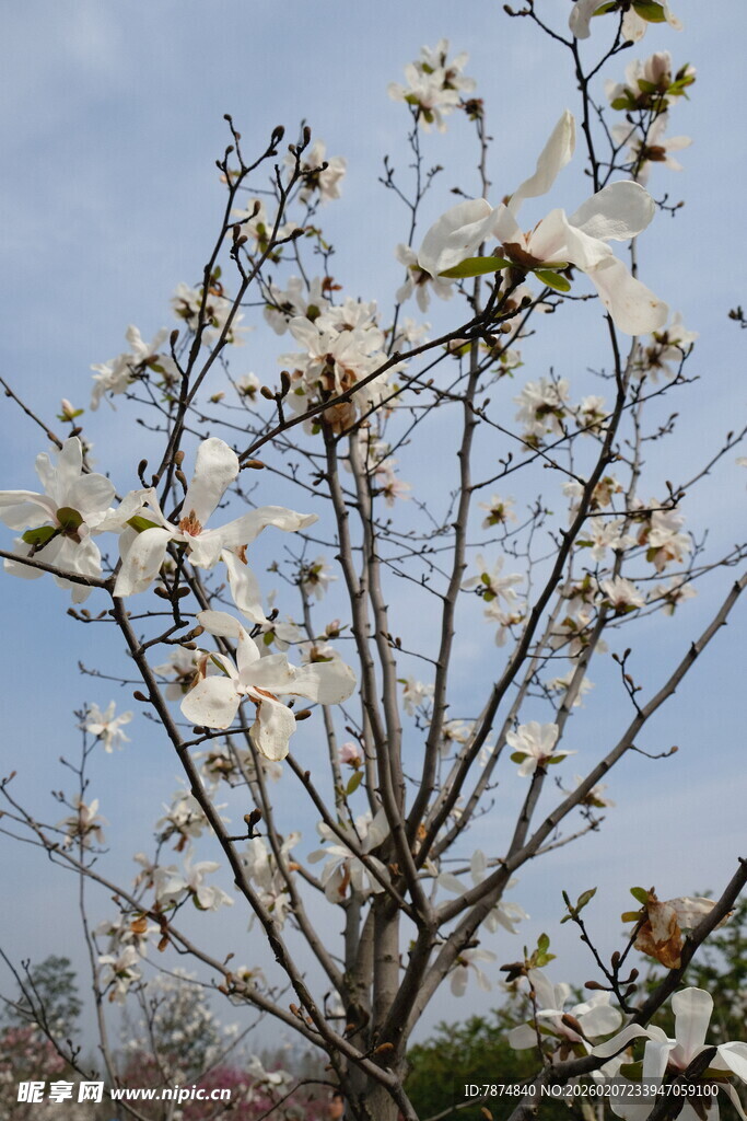 玉兰花绽放枝头