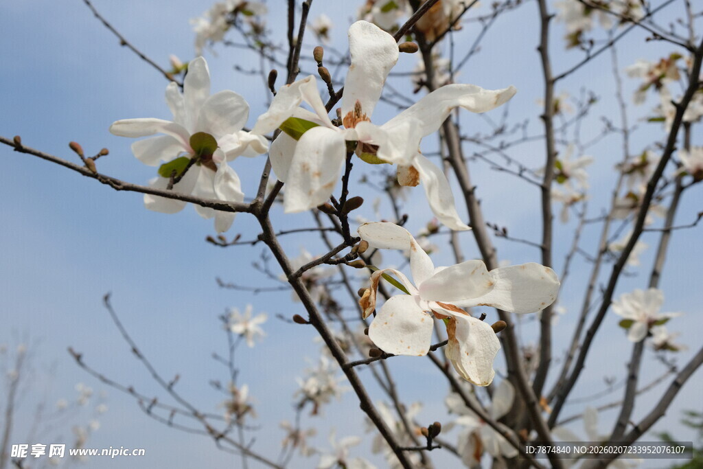 枝头绽放的洁白玉兰花