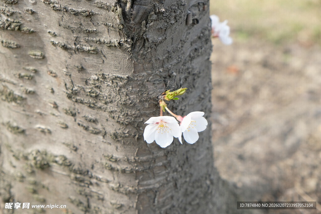 树干边绽放的白色小花