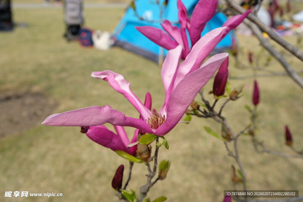 粉艳玉兰花枝特写