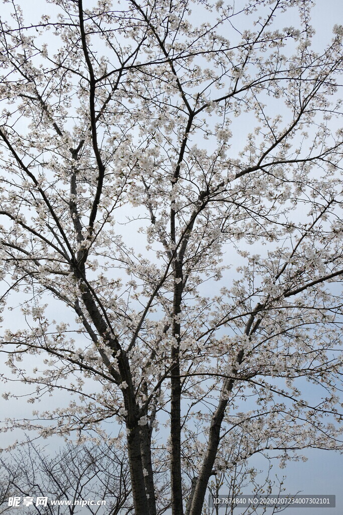 枝头绽花的树木