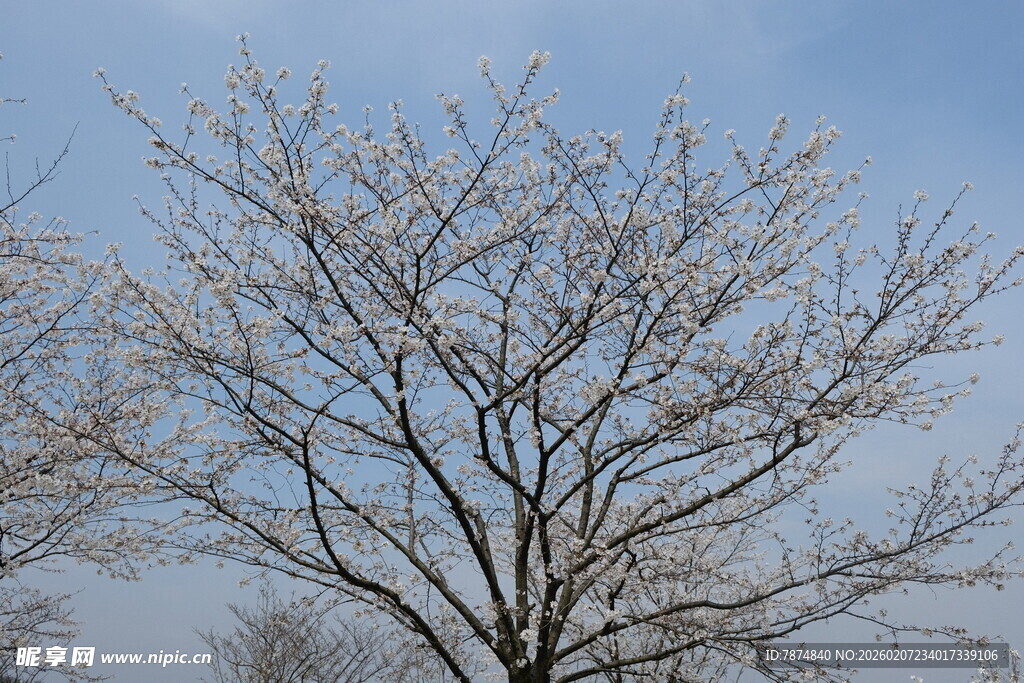 枝头覆雪的树木