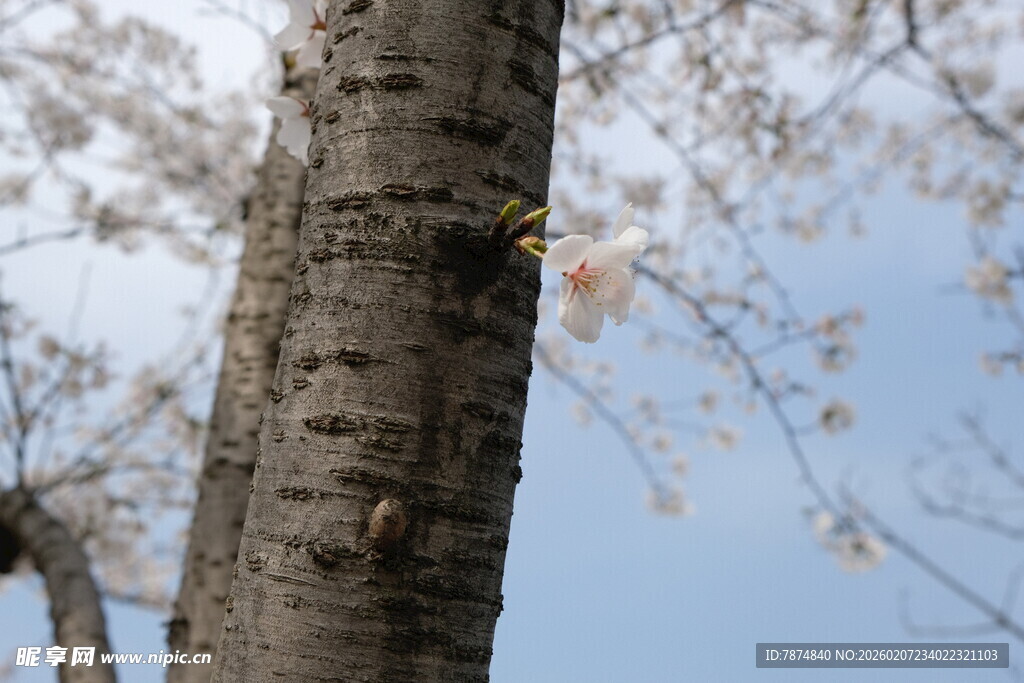 树干特写 蓝天背景中的树