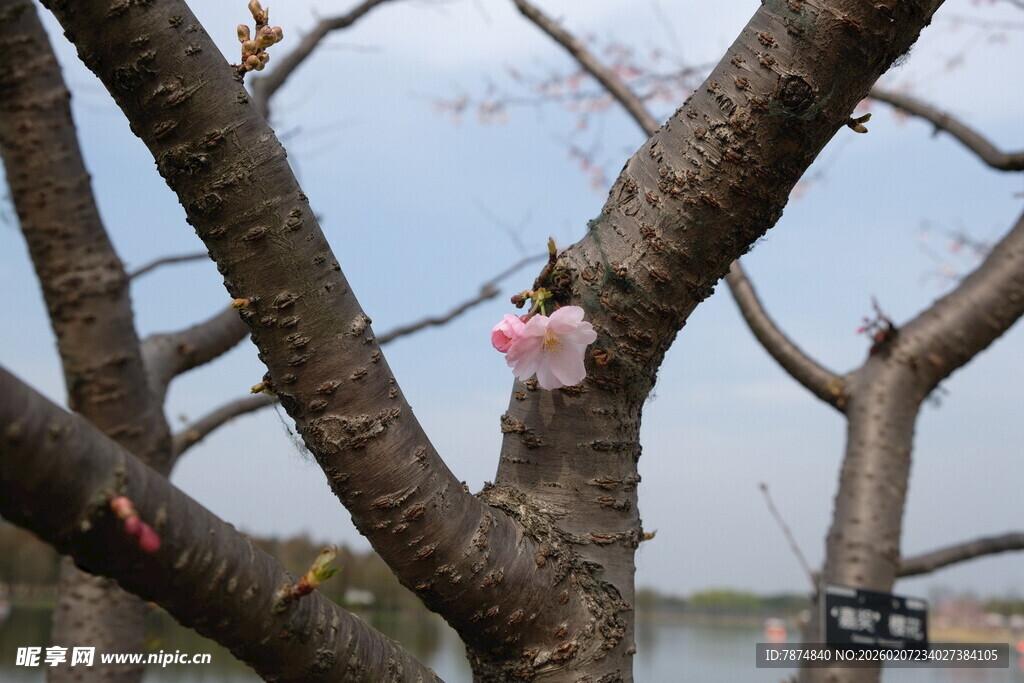枝头绽放的粉嫩樱花