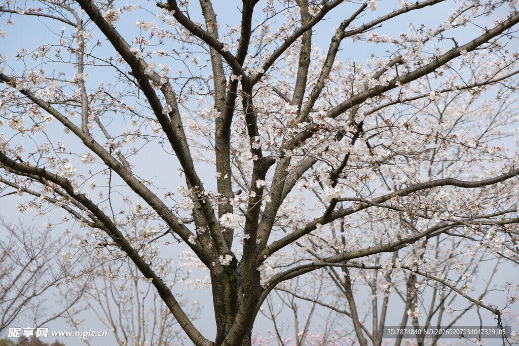 枝头绽放的粉嫩樱花