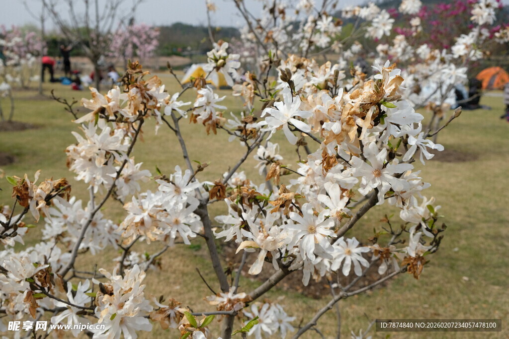 玉兰花绽放于春日公园