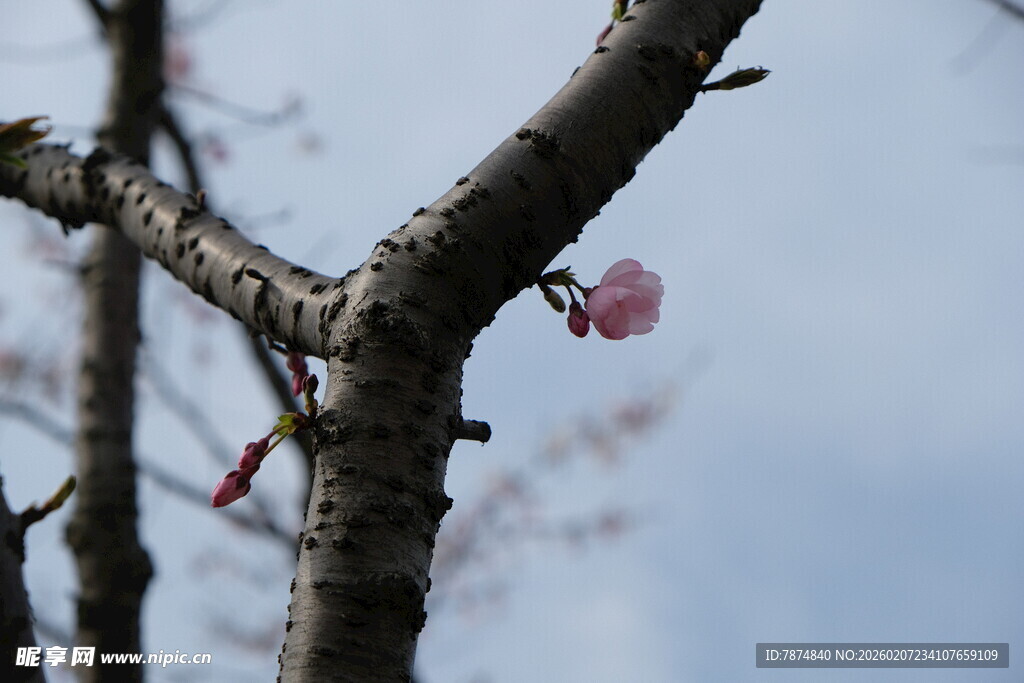 枝头绽放的粉嫩樱花