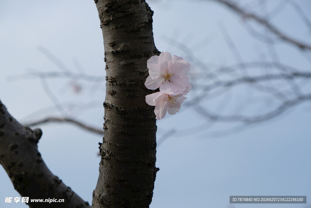 枝头绽放的粉嫩樱花