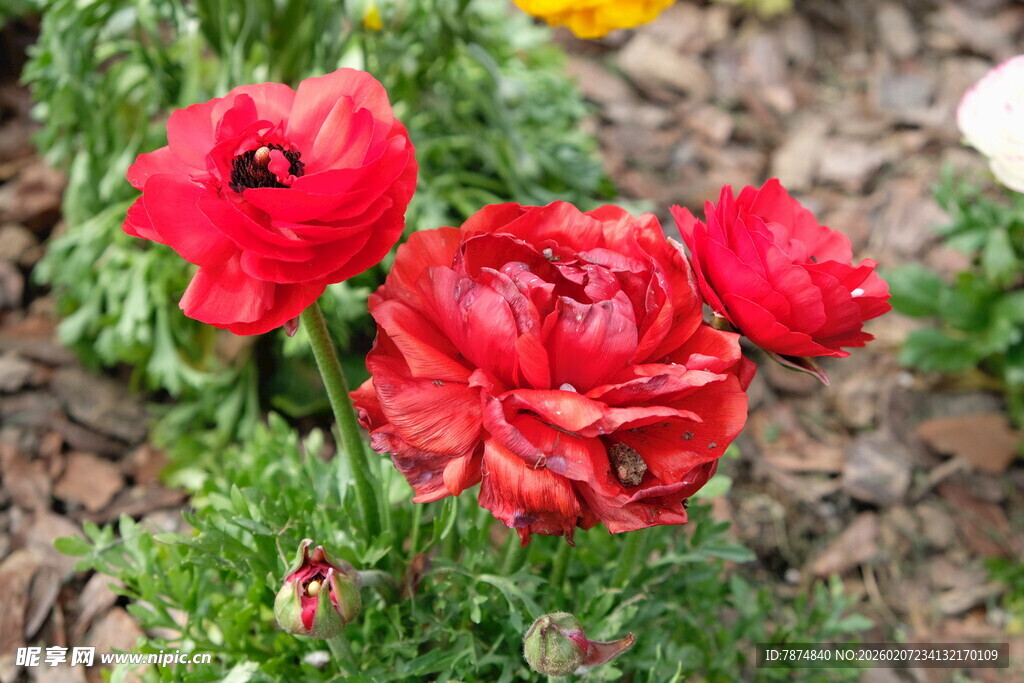 娇艳红色花毛茛