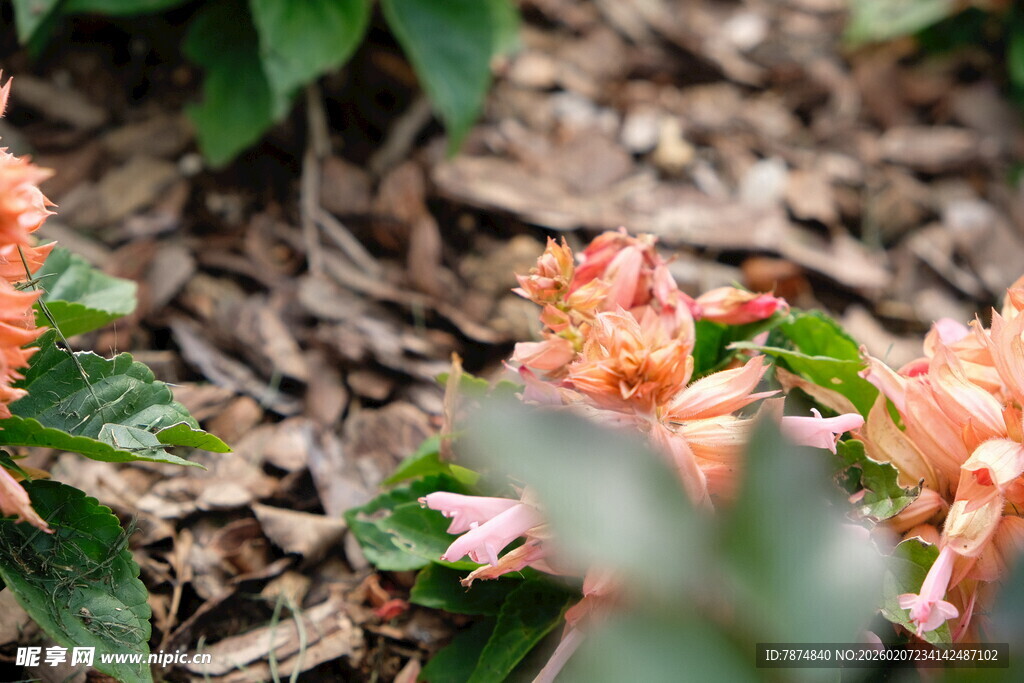 娇艳绽放的粉橙色花卉