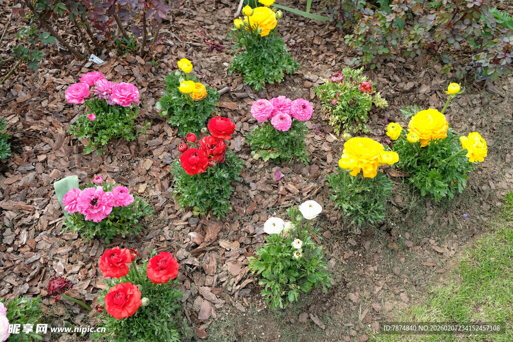 多彩花卉绽放于花园中