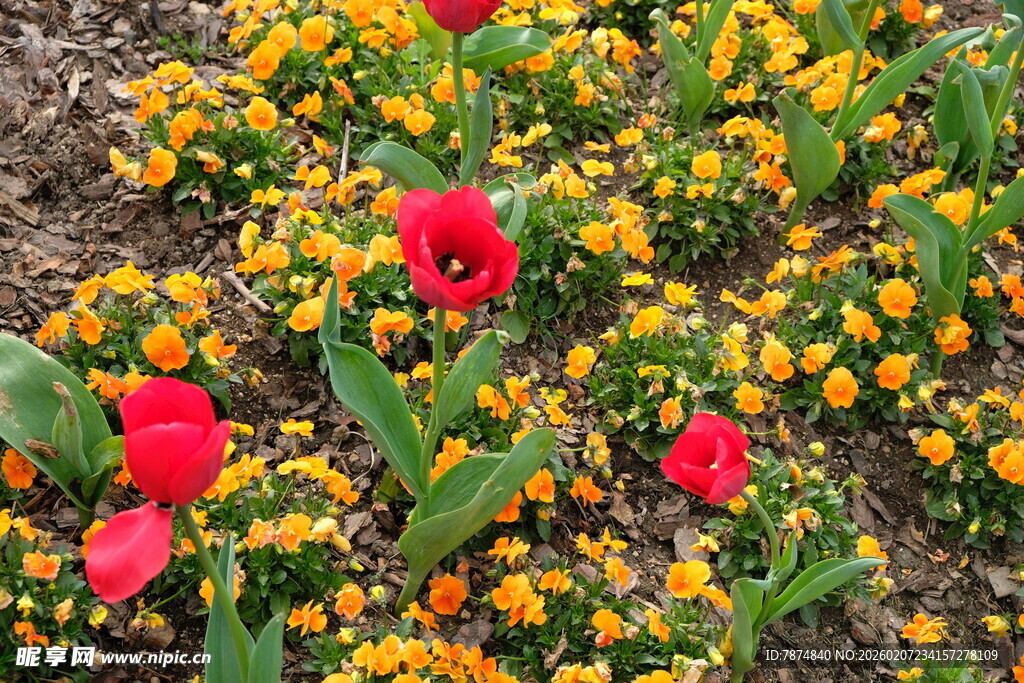 红黄花卉绽放的美丽景致