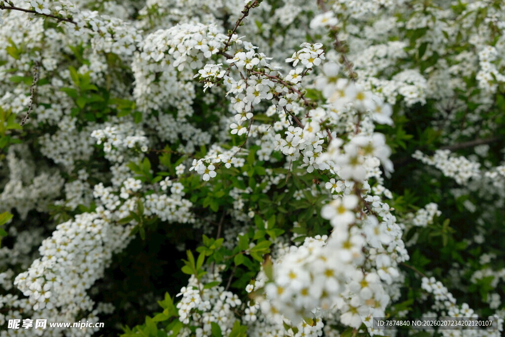 洁白繁花绽放枝头