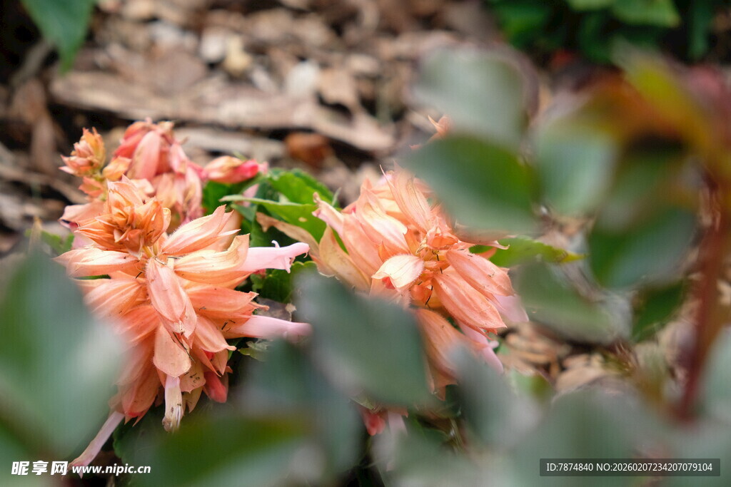 娇艳绽放的橙色花朵