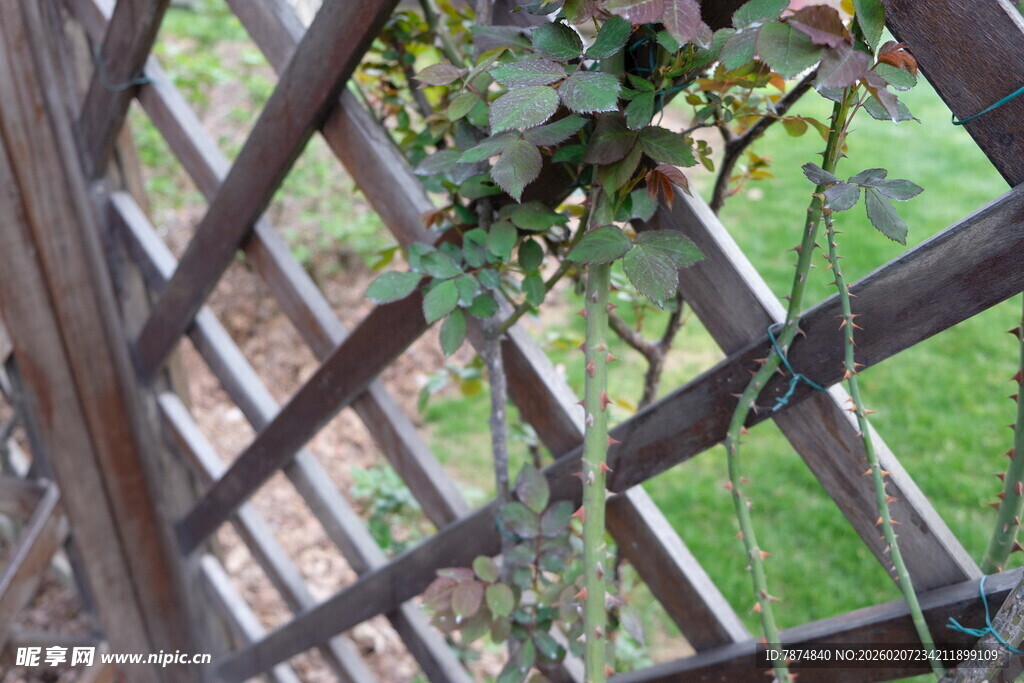 木质花架上的垂吊绿植