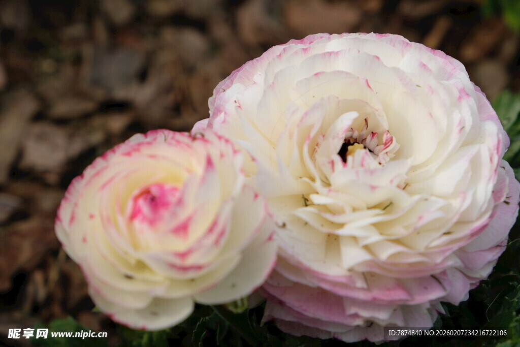 两朵柔美洋牡丹绽放