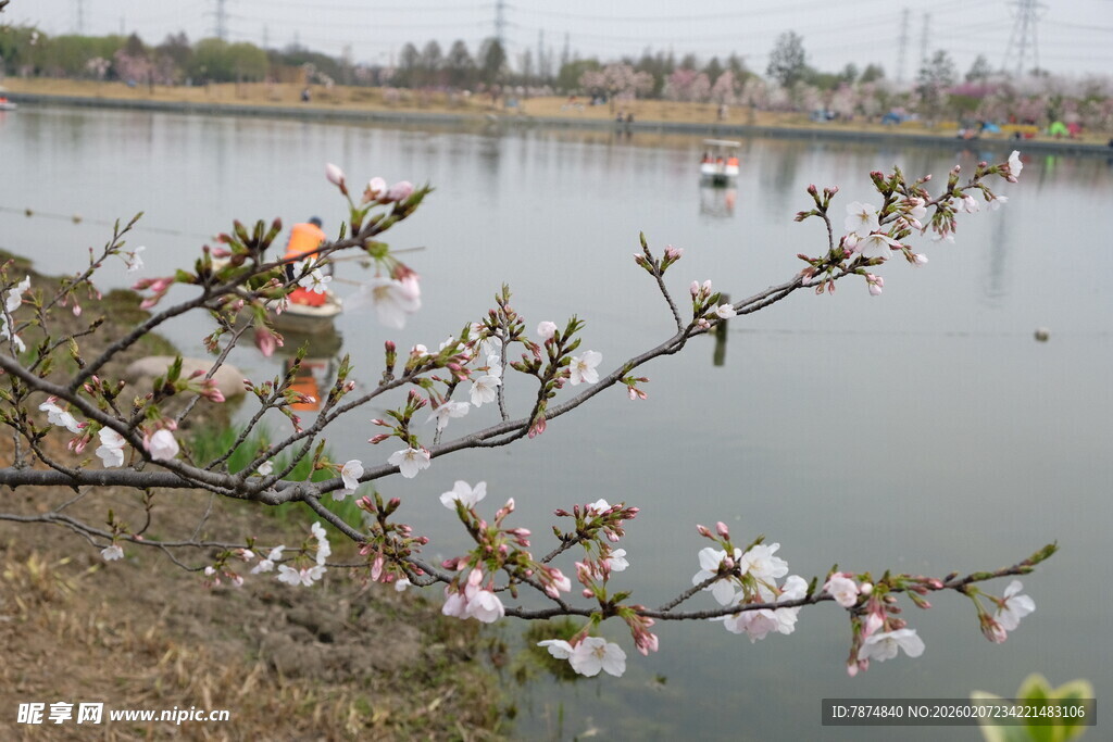 湖畔花枝绽放美景