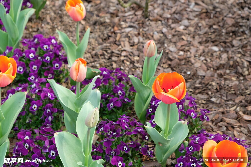 多彩花卉绽放生机