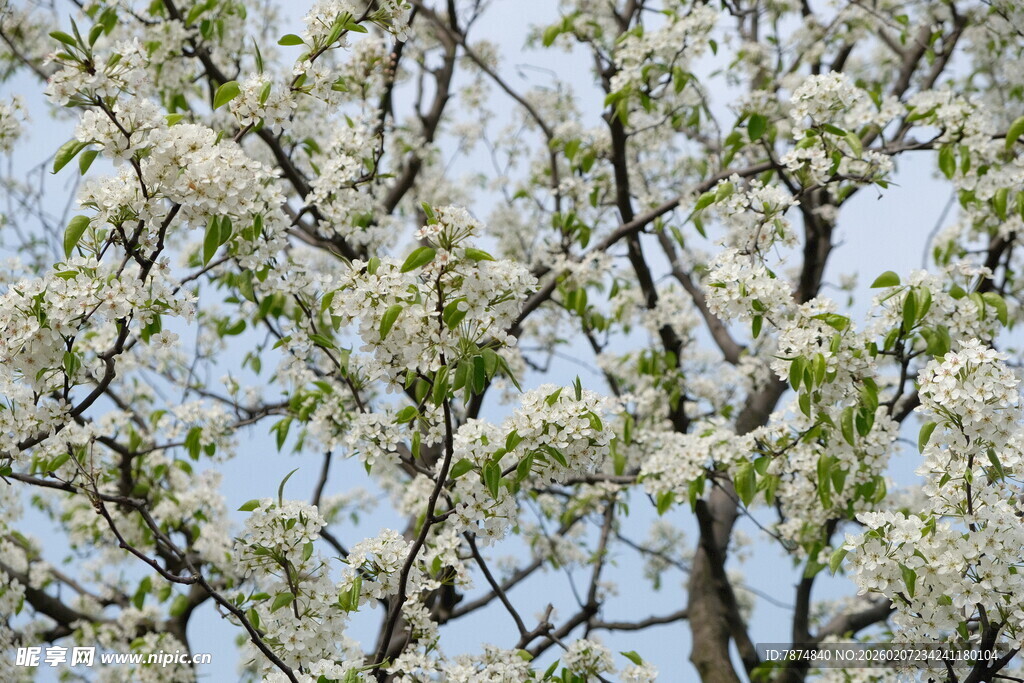 春日繁花满树的美丽景象
