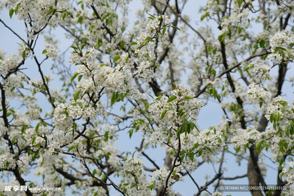 春日繁花满枝的梨树