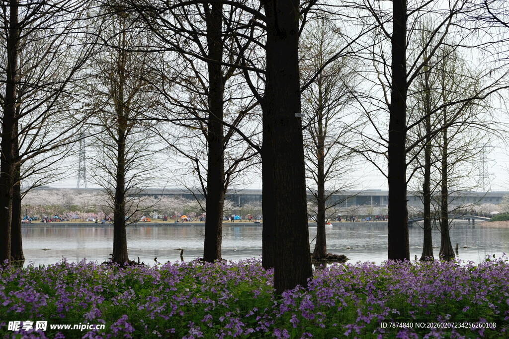 林间紫花绽放的静谧景致