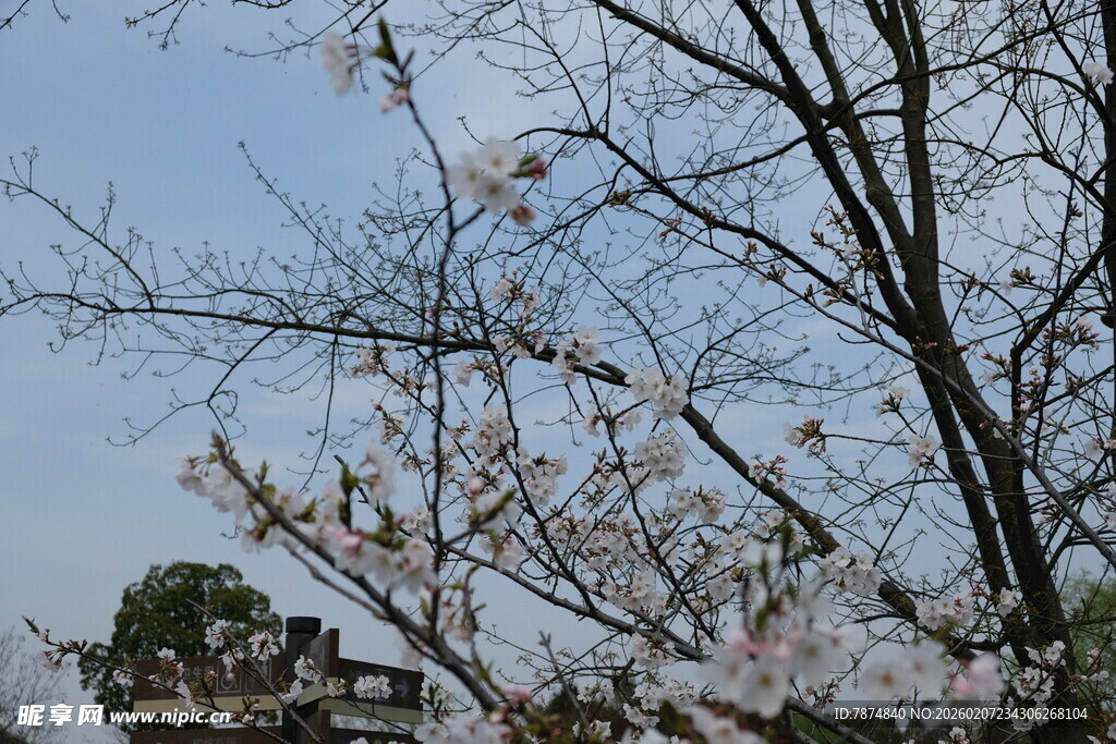 枝头绽放的烂漫樱花