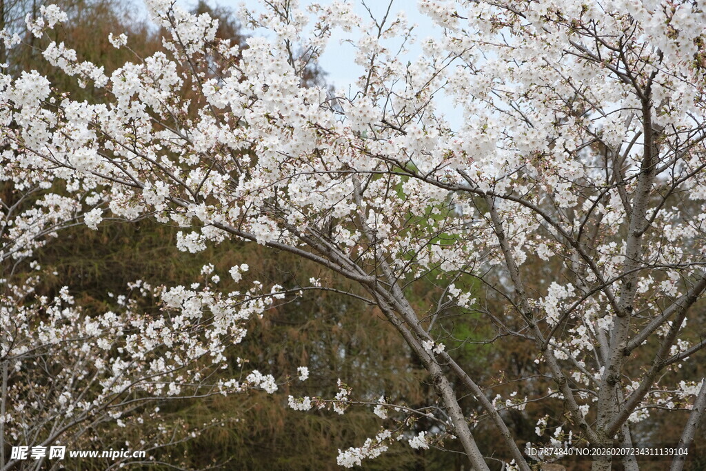 盛开的白色繁花枝头