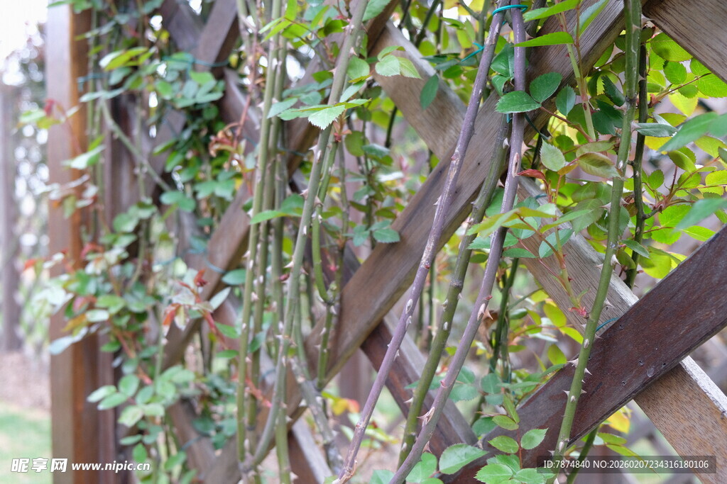 藤蔓缠绕木质结构景观