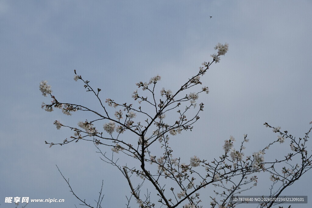 枝头繁花绽于蓝天之下
