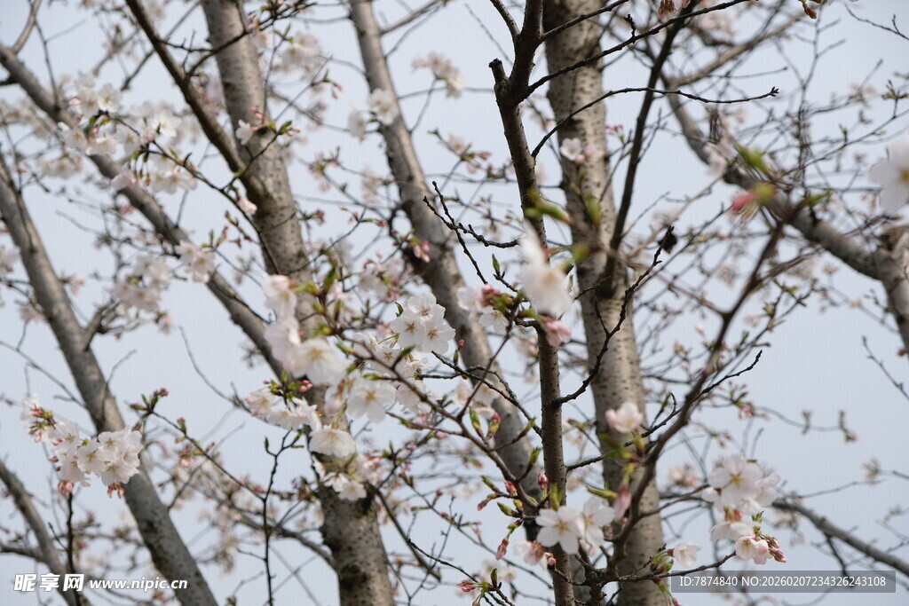 雪中绽放的烂漫花枝