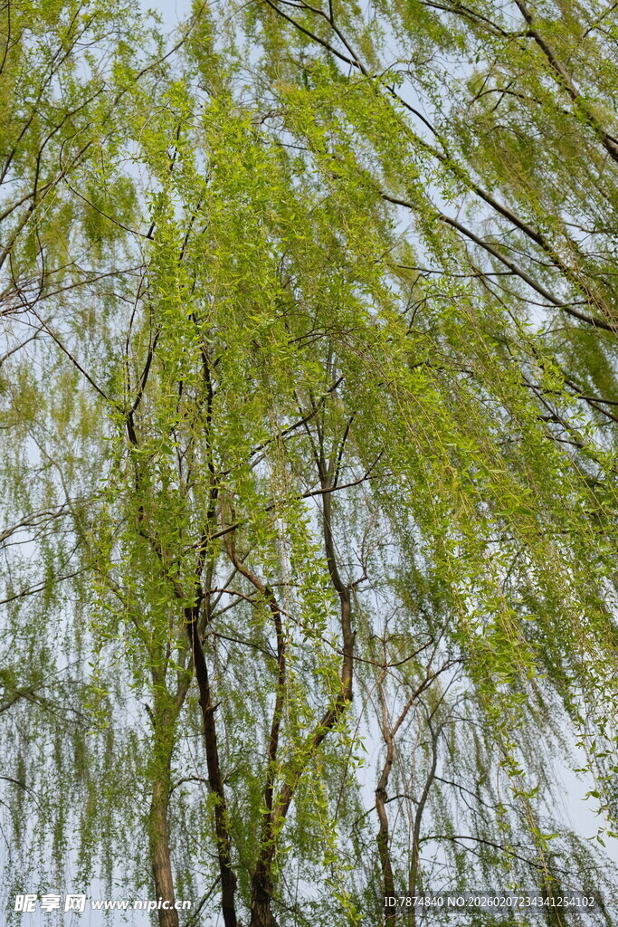 嫩绿柳枝低垂的清新景象