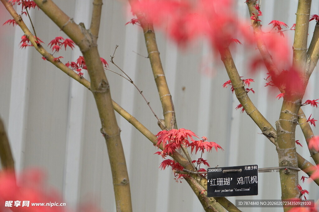 枝头绽红的雅致景致