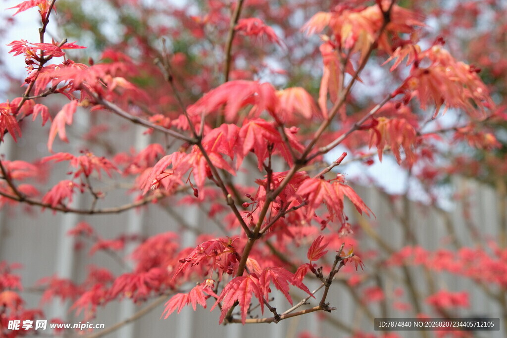 红枫叶树枝特写