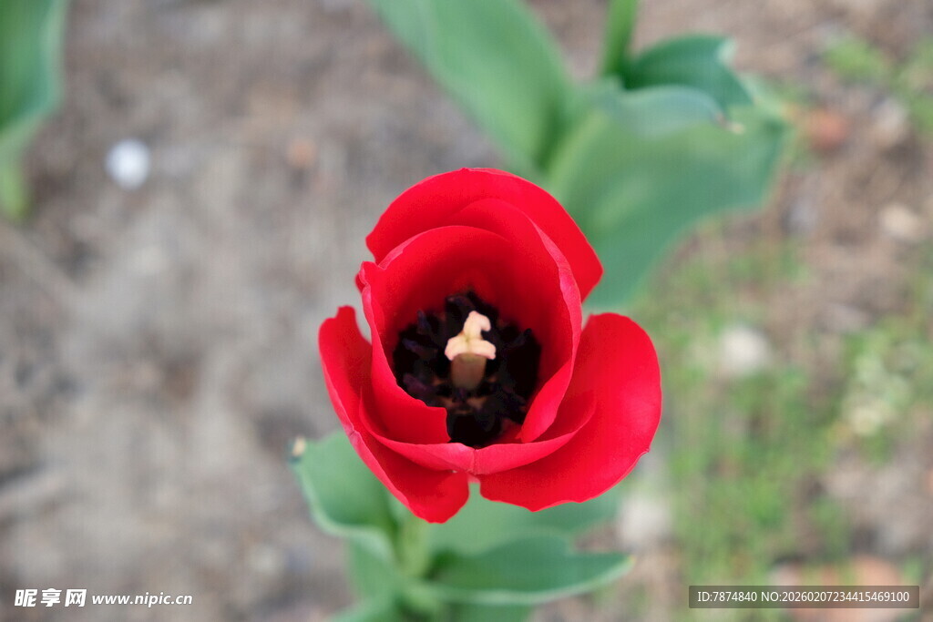娇艳红郁金香特写