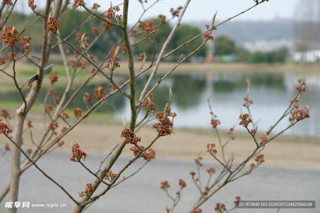 湖畔枝头初绽的鲜嫩花蕾