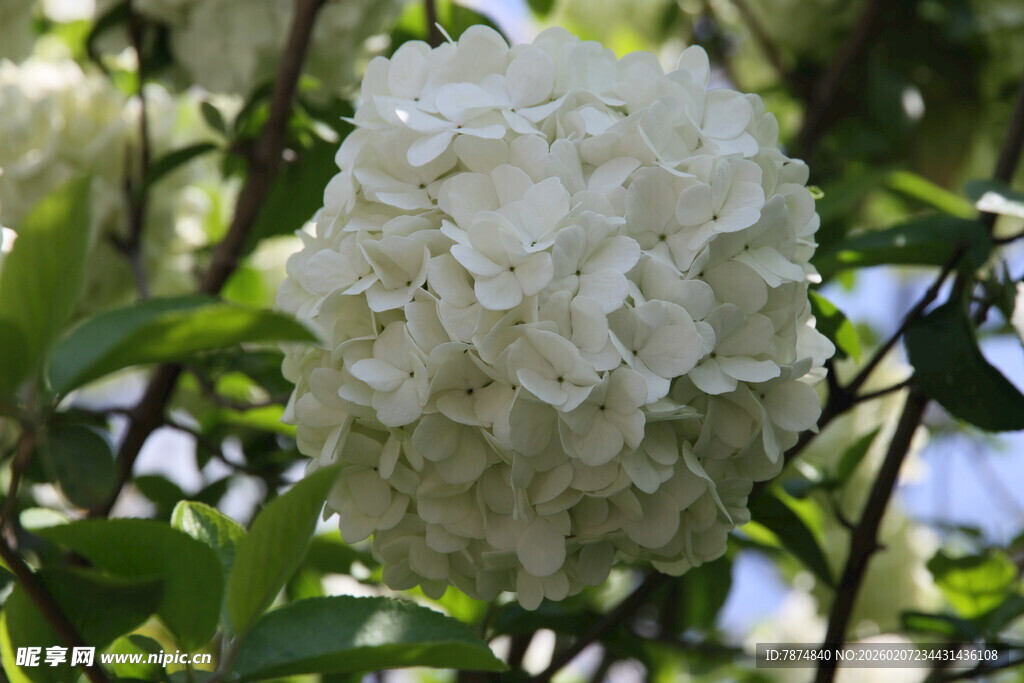 洁白绣球花 绽放于绿叶间