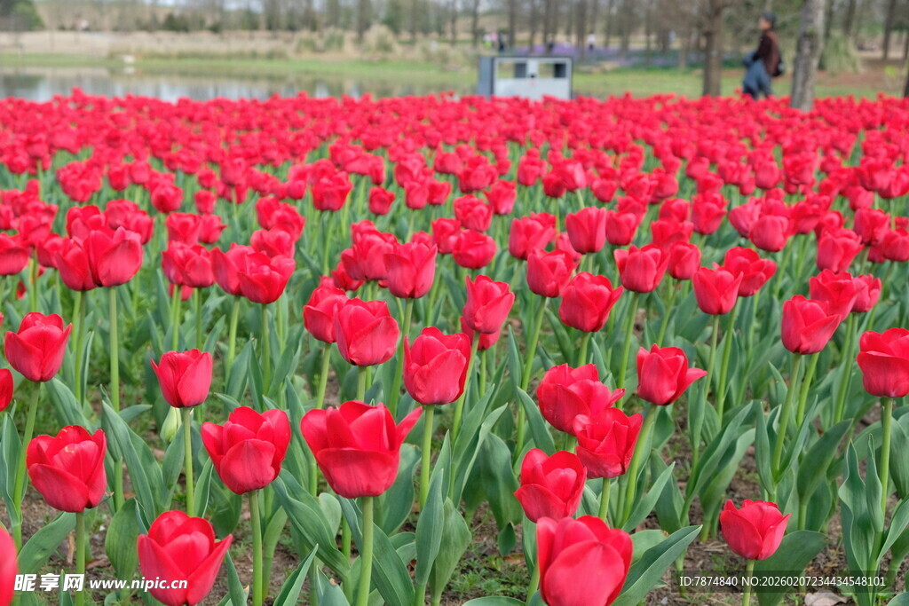 红色郁金香花海美景