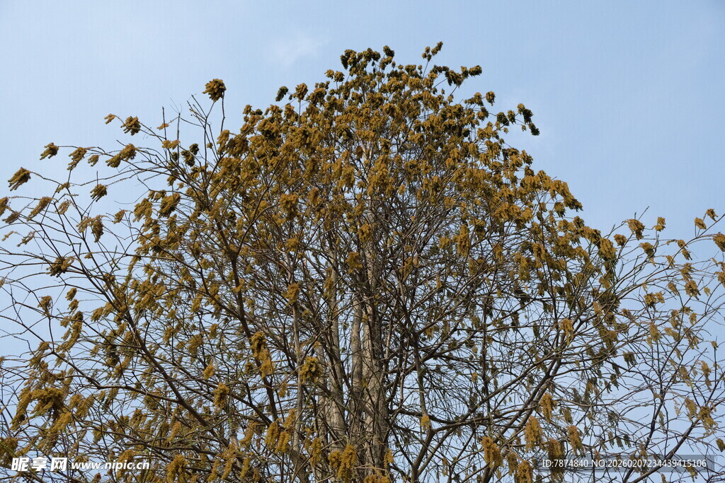 秋日枝头黄叶蓝天景象