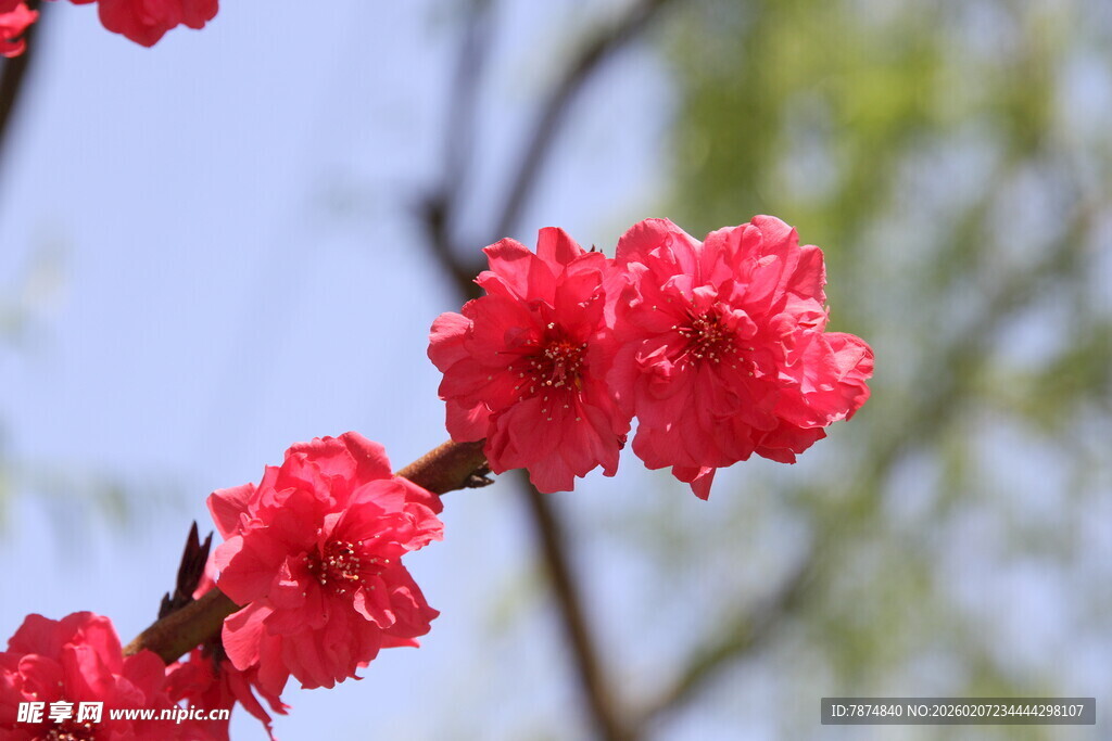 娇艳桃花枝头绽放