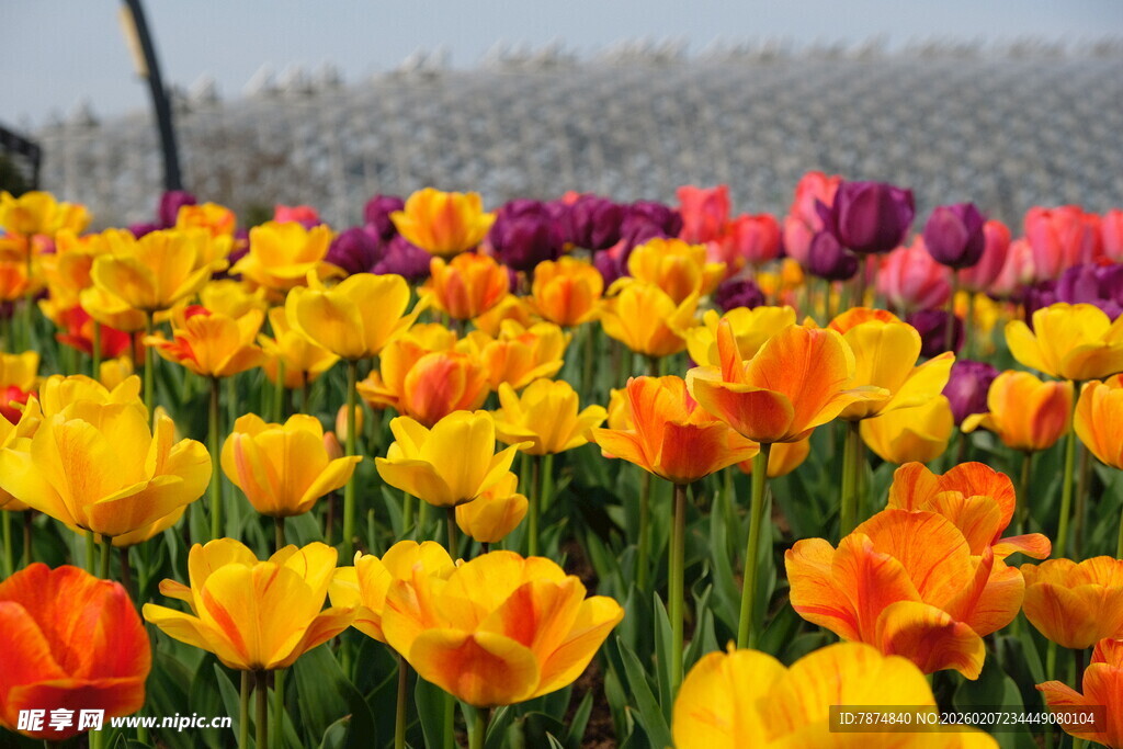多彩郁金香花海美景