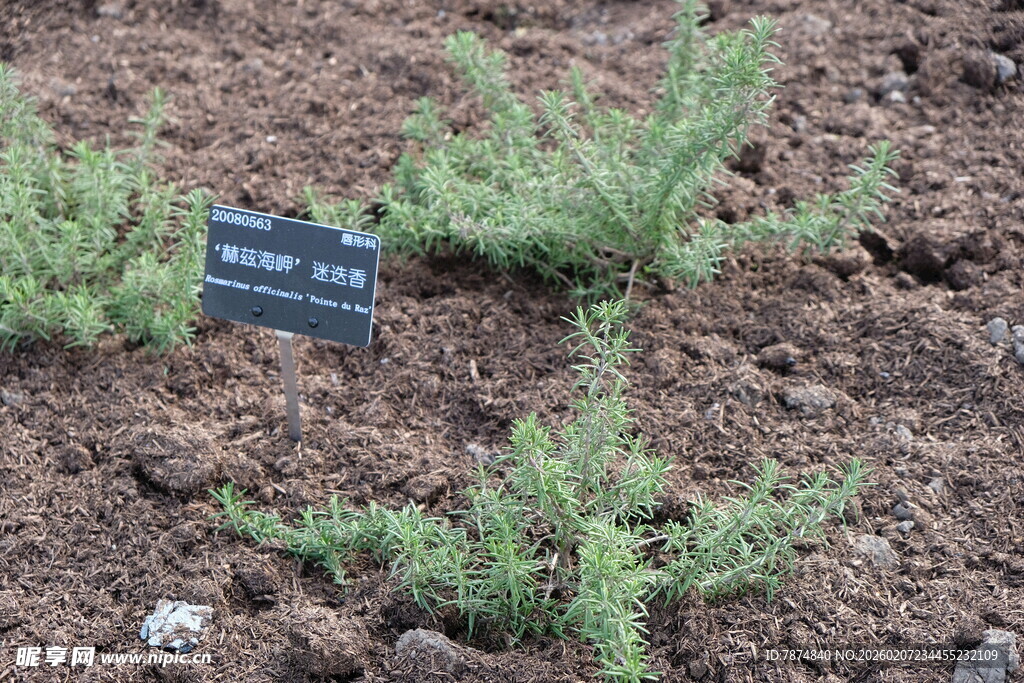 小植株与标识牌