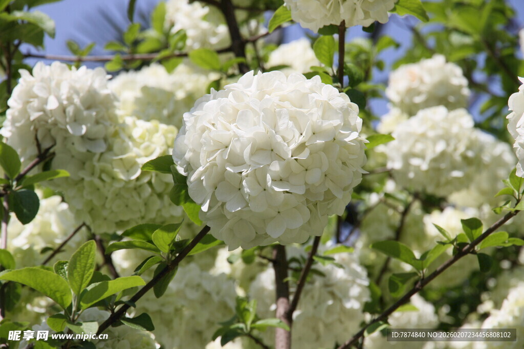 洁白绣球花绽放枝头