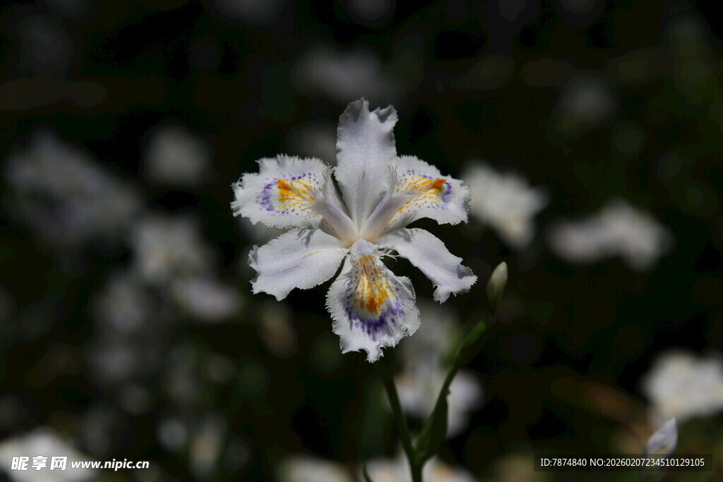 白色鸢尾花特写